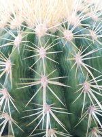 cactus1.jpg