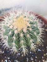 cactus4.jpg