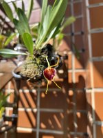 IMG_4209.jpeg