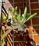 IMG_4212.jpeg