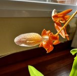 IMG_4409.jpeg