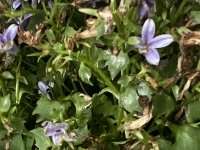 IMG_2466.jpeg