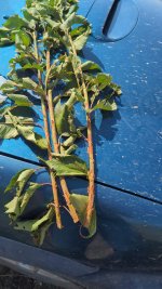 Adobe Express - file (5).jpg