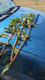 Adobe Express - file (4).jpg