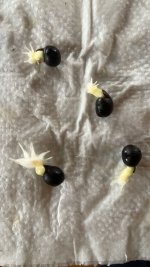 geminacion cannas.jpeg