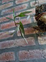 WhatsApp Image 2025-08-04 at 06.57.30.jpeg