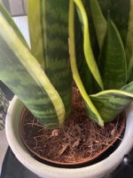 IMG_3470.jpeg