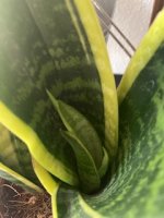 IMG_3471.jpeg