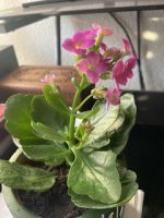 IMG_3473.jpeg