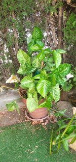 IMG_20250808_130935_1 (2).jpg