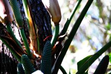 Copia de 28  März 2.009 T 043.jpg