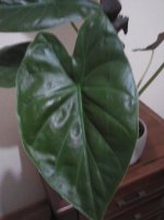 Alocasia Wentii DCF_.jpg