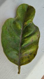 Naranjo dulce envés-.jpg