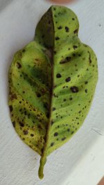 Naranjo dulce haz-.jpg