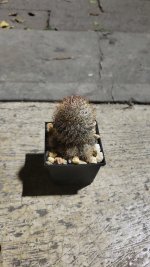 Mammillaria columbiana ssp. yucatanensis .jpg