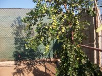 Azufaifo gordo con frutos (14.08.25) 1.JPG