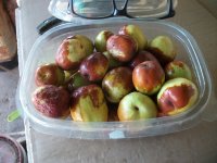 Azufaifos Li y Gordo, cosecha (01.09.25) 1.JPG