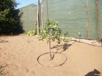 Azufaifo Li con frutos (14.08.25) 2.JPG