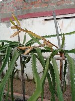 Pitaya Frankies Red, pencas podridas (01.03.26).jpg