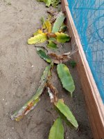 Pitaya, pencas podridas (01.03.26) 1.jpg