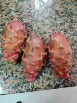 Pitayas Desert King, cosecha (17.02.26) 2.jpg