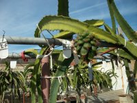 Pitayas Palora de semilla, frutos en planta (11.12.23) 2.JPG