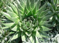 Aloe Aristata.jpg