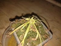 IMG_20230318_215559258.jpg