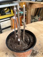 IMG_7010.JPEG