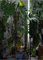 M.Deliciosa colgante Exito final.jpg