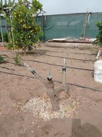 Injerto naranjo Navel Chocolate (21.04.26) 2.jpg