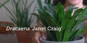 Dracanea Janet Craig.jpg