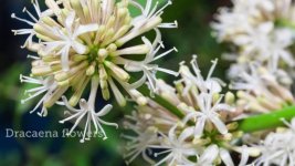 Flower Dracanea.jpg