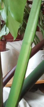 M.Deliciosa 2026-04 R3H2 2o Meristemo-Embrion+_V.jpg