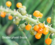 Fruit Sanse.jpg