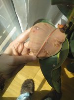 IMG_20260505_123245_233 (recortada).jpg