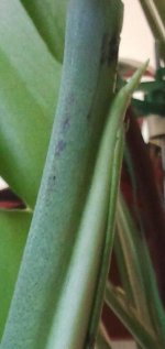 M.Deliciosa 2026-05 R3H3 puntita_.jpg