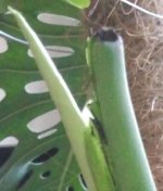 M.Deliciosa 2026-05 R3H3 Brote 1_.jpg