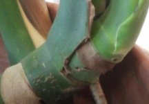 M.Deliciosa Rama+Base Peciolo.jpg