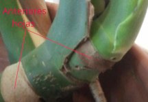 M.Deliciosa Rama+Base Peciolo (descripción).jpg