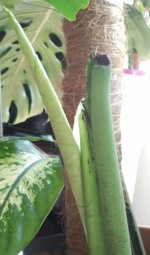 M.Deliciosa 2026-05 R3H3 Brote 2A_.jpg