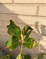 IMG_3971.jpeg