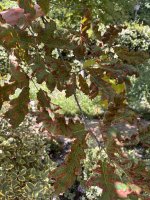 IMG_2770.jpeg