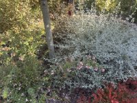 IMG_2776.jpeg