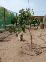 Mango Ataulfo (19.06.26).jpg