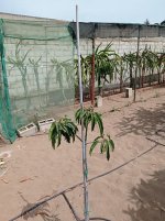 Mango Alphonso (19.06.26).jpg