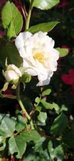 IMG_20260704_094825~2.jpg