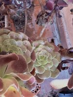 IMG_3889.jpeg