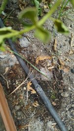 IMG_20260803_141750.jpg