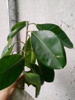 ficusrubiginosa.jpeg